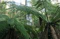 Tree fern gully, Pirianda Gardens IMG_7042